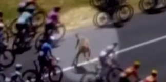 Cyclist crashes into kangaroo but still wins Tour Down Under as chaotic scenes sees pile up