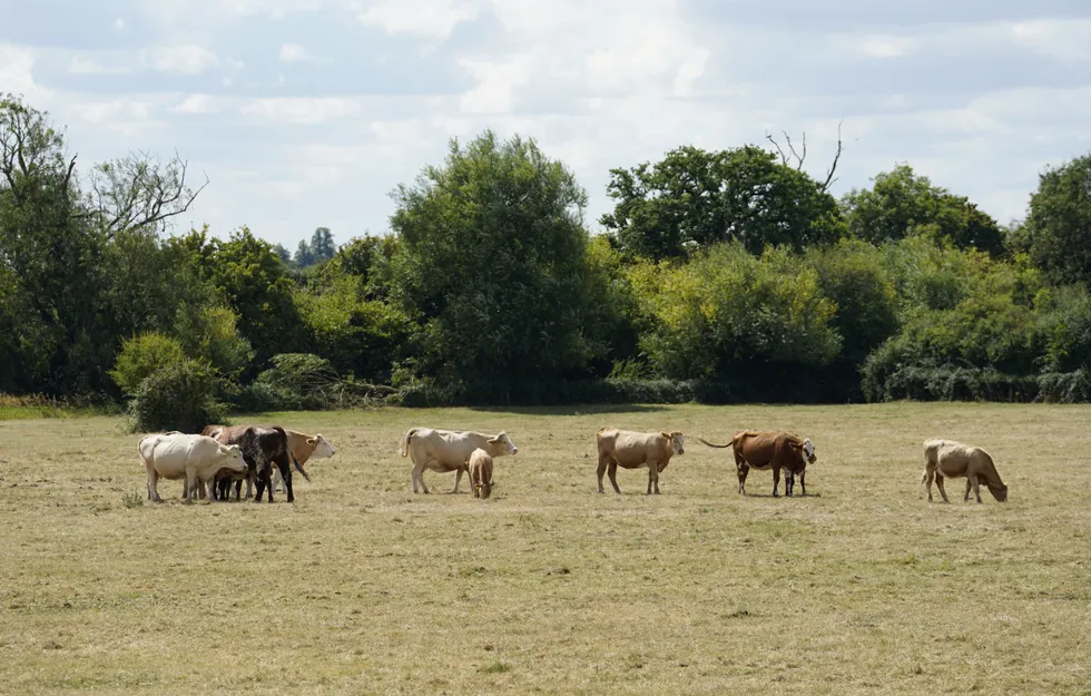 Cows in a field