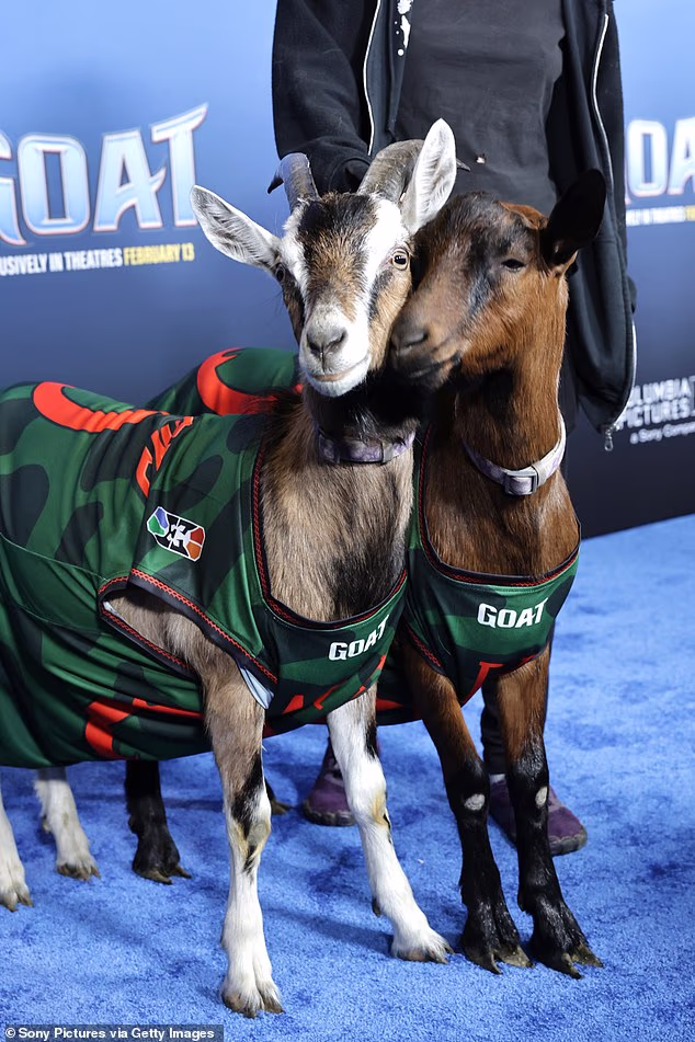 Two adorable goats also had their moment in the spotlight as they posed for cameras on the red carpet