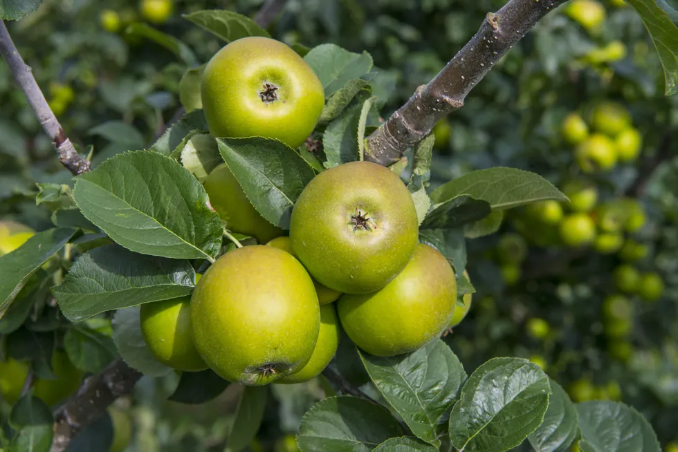Bramley apples