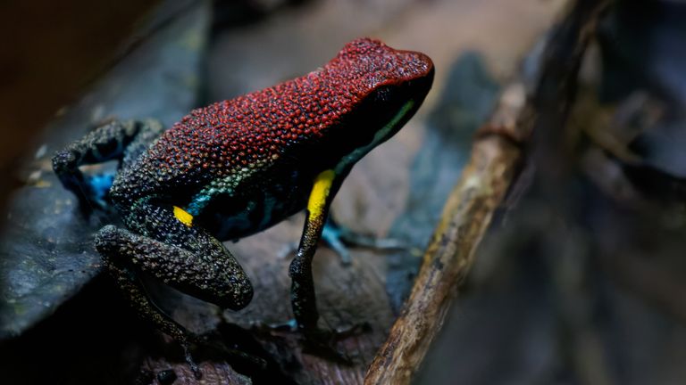 An ameerega bilinguis, more commonly known as an Ecuador poison frog  (file pic)
