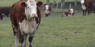 ‘None of them can survive!’ British farmers at risk from Labour’s eco drive