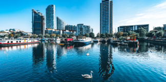 Bird flu fears grow after dozens of dead swans found in capital city docklands