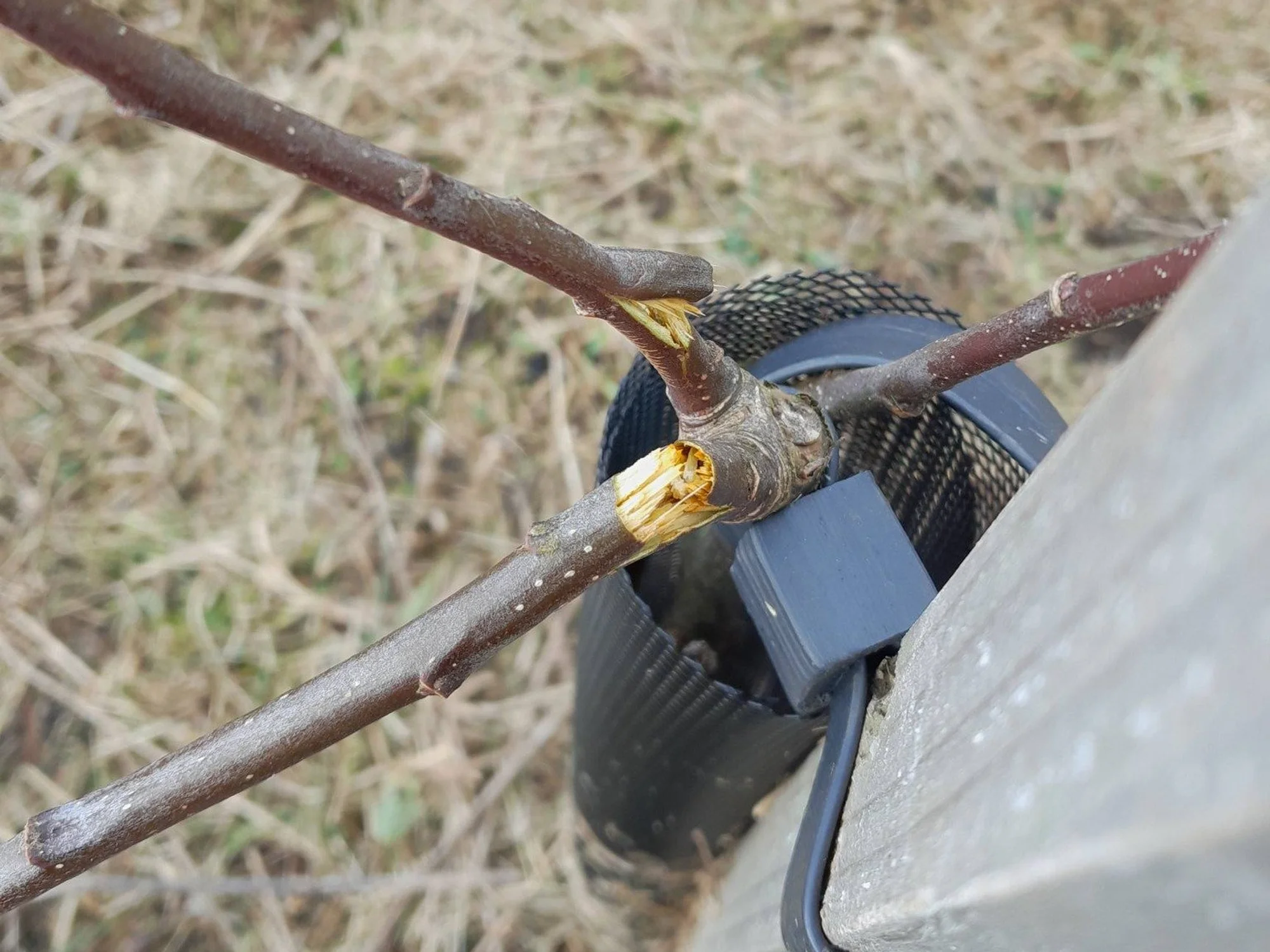 National Trust Whitehaven Harbour trees