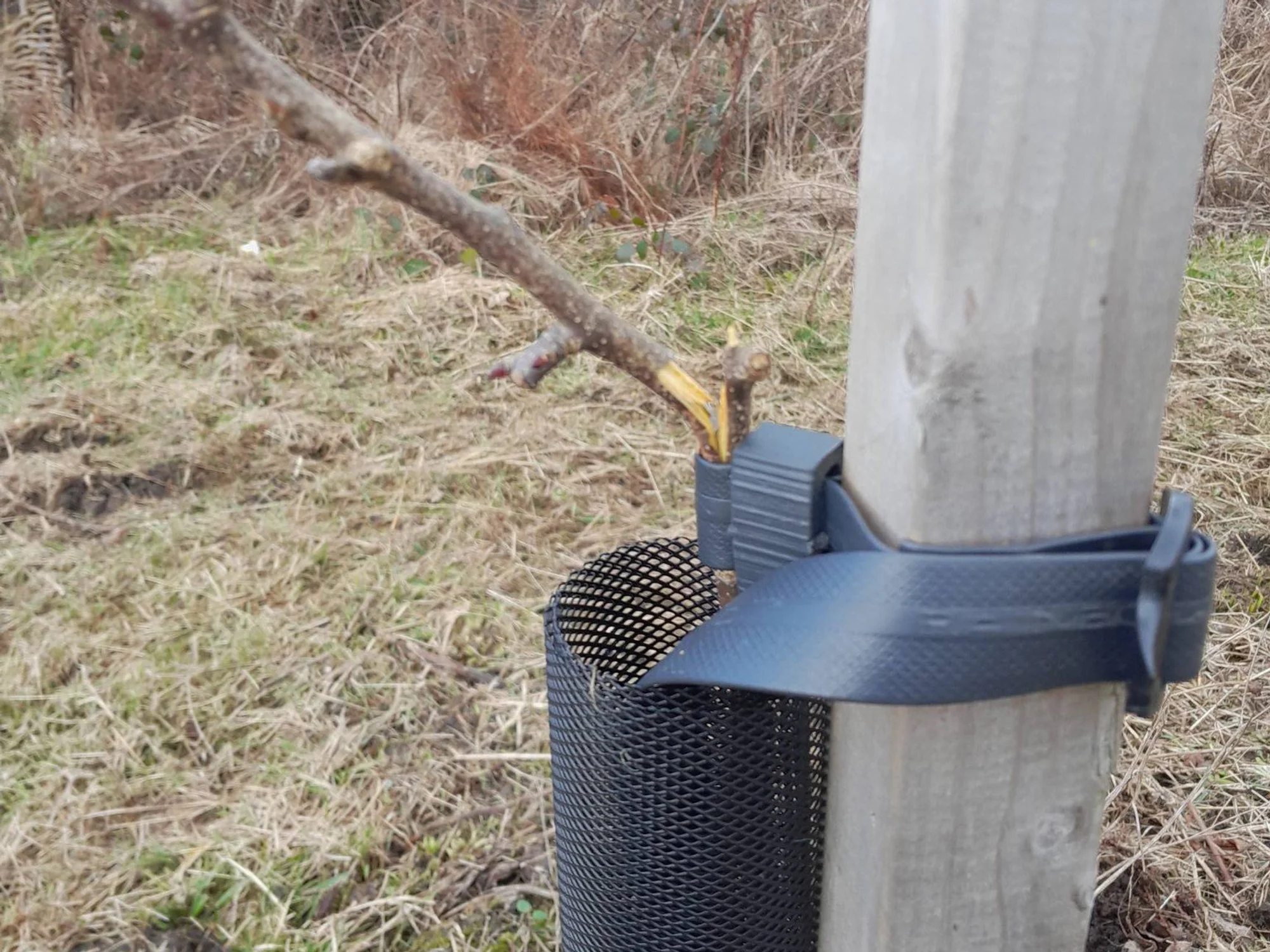 National Trust Whitehaven Harbour trees