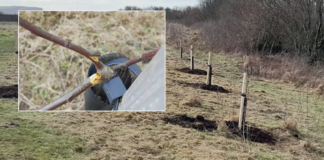 National Trust left devastated after trees ‘care for by the community’ destroyed by vandals