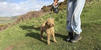 Dog rescued from cliff edge in 11-hour mission that included 40 people