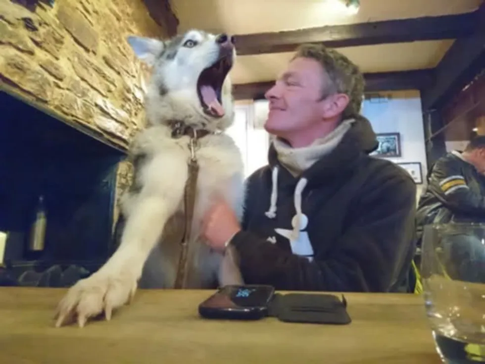 \u200bWayne and Koda