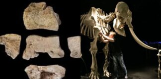 Archaeologists unearthed possible fragments of Hannibal’s war elephant in Spain
