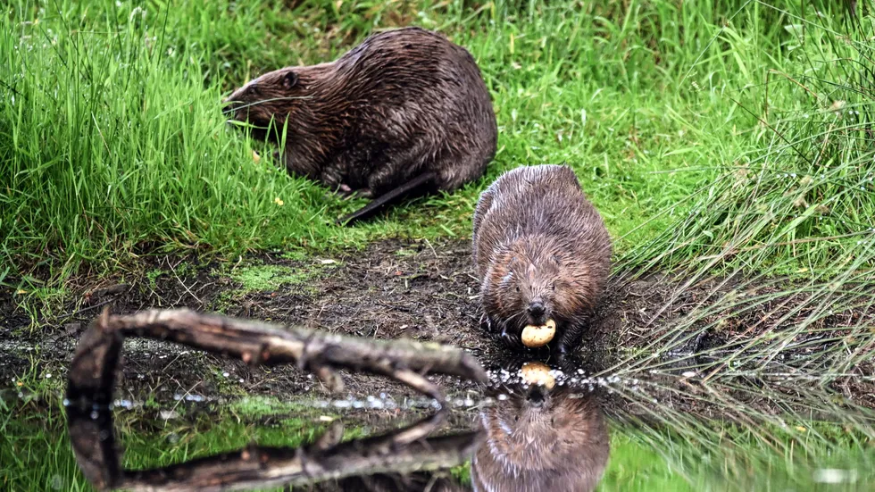 British beavers