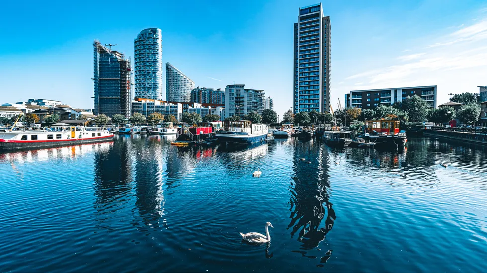 Swan in the London Docklands