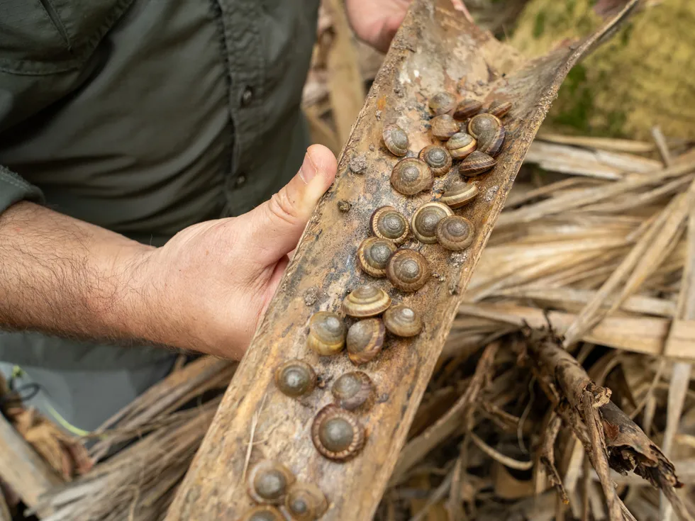 \u200bThe snails were found in an alleyway