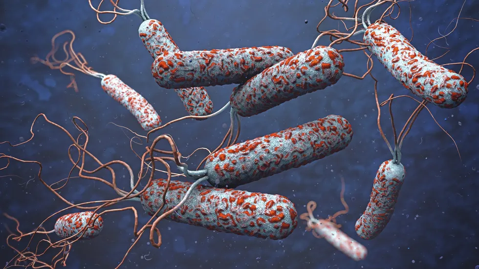 Cholera bacteria