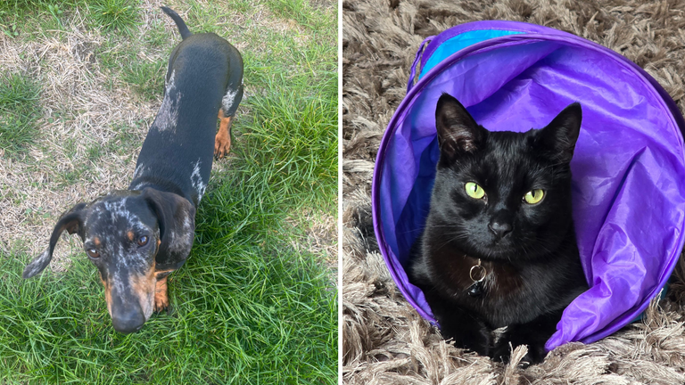 The RSPCA, Dogs Trust and National Animal Welfare Trust helped find new owners for some of the rescued animals. Pic: RSPCA