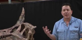 New species ready to take center stage at Chicago’s Children’s Museum in surprising discovery