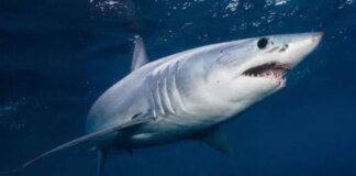 Scientists stunned as shark appears for first time in Antarctic Southern Ocean waters