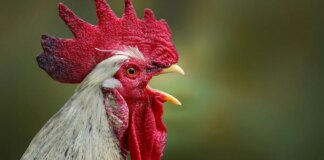 Neighbour row erupts in Norfolk as noisy cockerel owner threatened with ‘anti-social behaviour order’