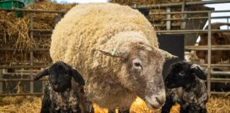 ‘Britain’s loneliest sheep’, Fiona, gives birth for first time | UK News