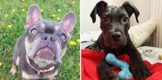 Man jailed after starving dogs to death at ‘rehoming’ centre in Essex | UK News