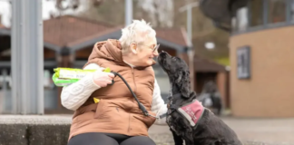Hero dog praised after helping deaf owner who fell on black ice