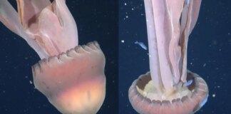 ‘School bus-size’ phantom jellyfish spotted in Argentina