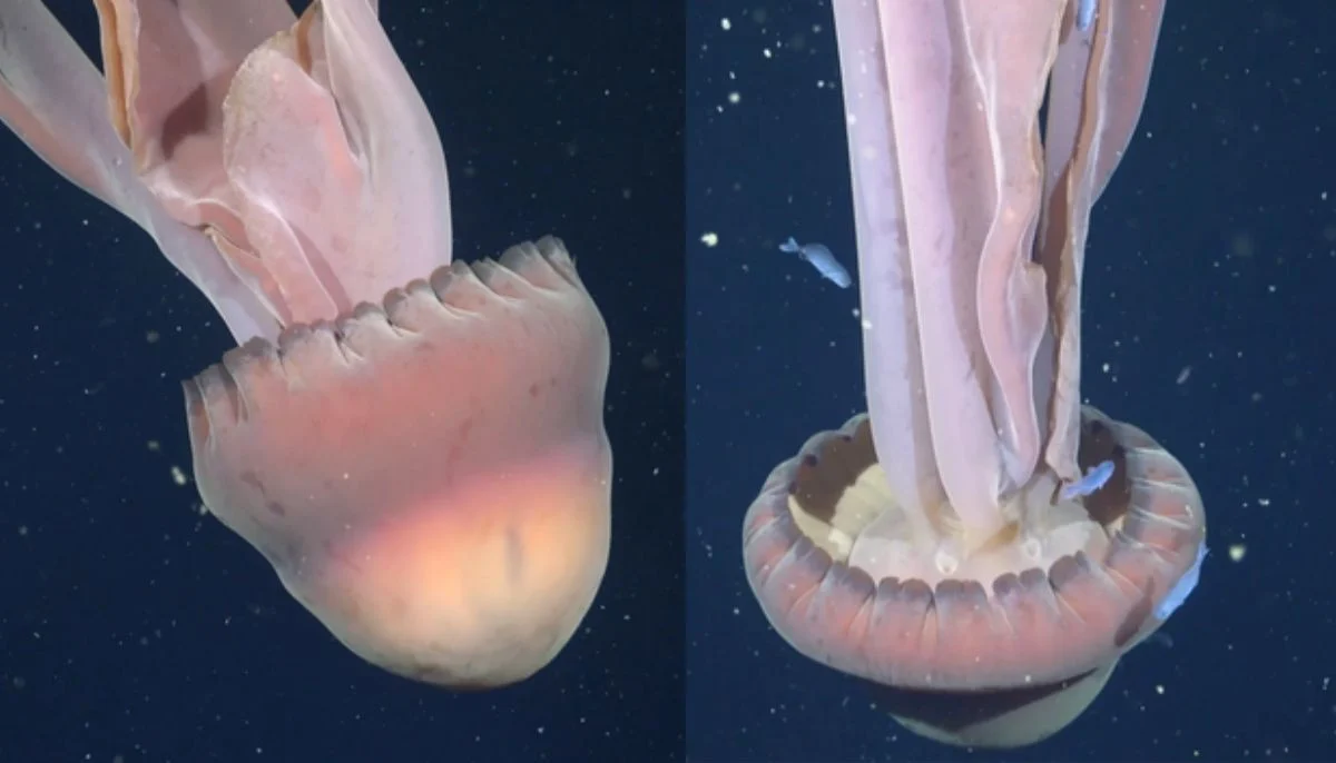 Rare deep-sea discovery: ‘School bus-size’ phantom jellyfish spotted in Argentina