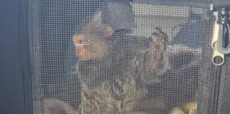 Monkey caught near prison with ‘crack cocaine’ during drug bust