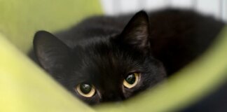 Firefighter rescues trapped kitten from car engine compartment and gives him new home