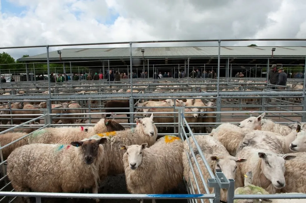 A sheep market