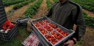 Nottinghamshire strawberry farmer reveals eye-watering £1.2million bill from Keir Starmer’s ‘Brexit betrayal’ reset