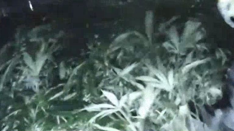 15,000 cannabis plants were seized by police