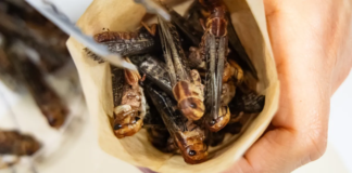 Lab-grown meat, 3D-printed food and INSECTS will be eaten in Britain in just nine years’ time, Food Standards Agency reveals