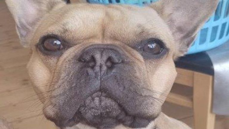 A photo of Bob the dog showed a criminal's partner's phone number on the collar tag. Pic: NCA