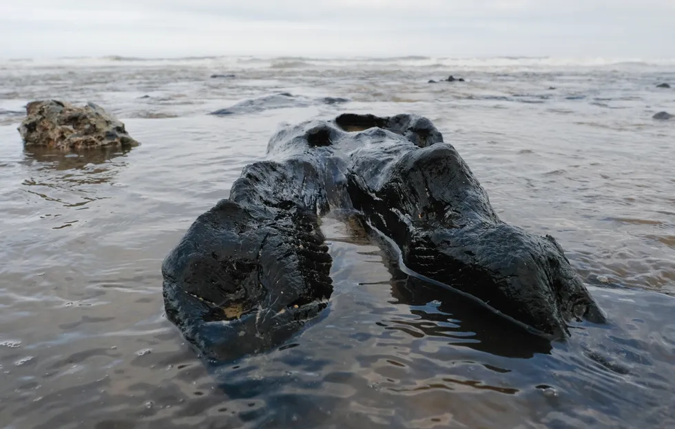 Roots uncovered in Wales