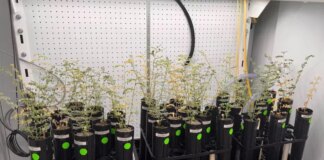 Can humans grow food on Moon? New research says yes