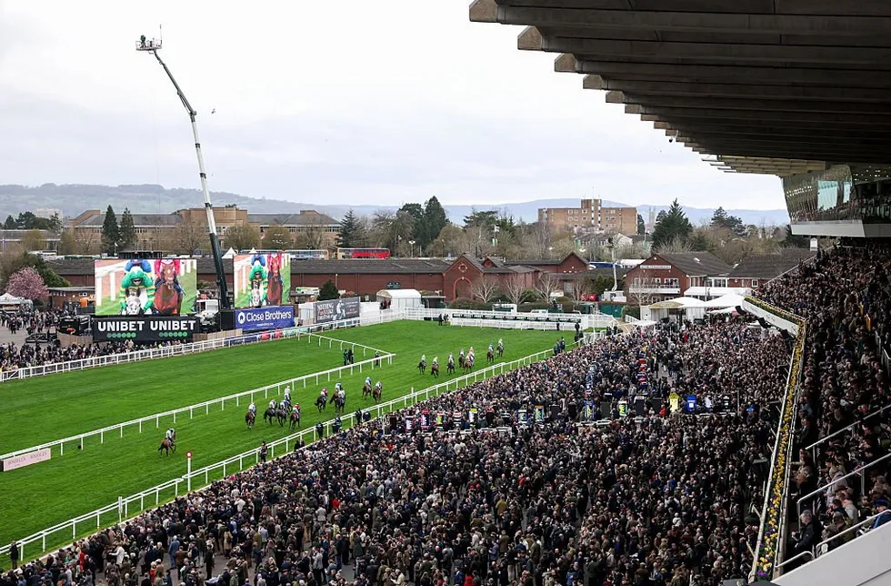 Cheltenham horse Hansard sustained a fatal injury during the Singer Arkle Challenge Trophy Novices' Chase