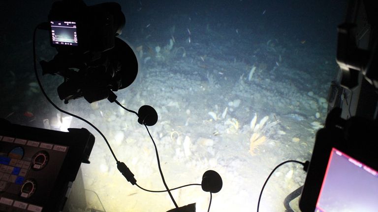 The ocean floor. Pic: Jon Copley