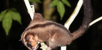 Scientists rediscover ‘extinct’ tiny Possum & Glider in West Papua after 6,000 years