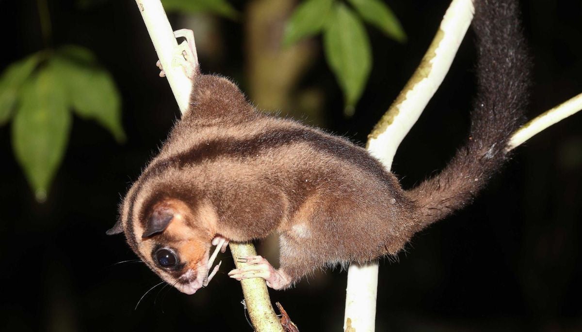 Scientists rediscover ‘extinct’ tiny Possum & Glider in West Papua after 6,000 years