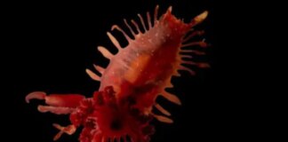 Scientists reveal stunning images of rare deep-sea species & corals off British Caribbean coast