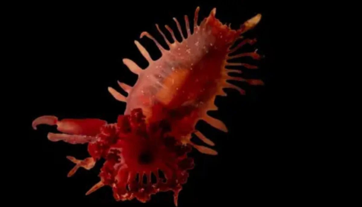 Scientists reveal stunning images of rare deep-sea species & corals off British Caribbean coast