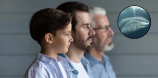 Scientists unlock whale longevity secrets – Could humans live 200 years?