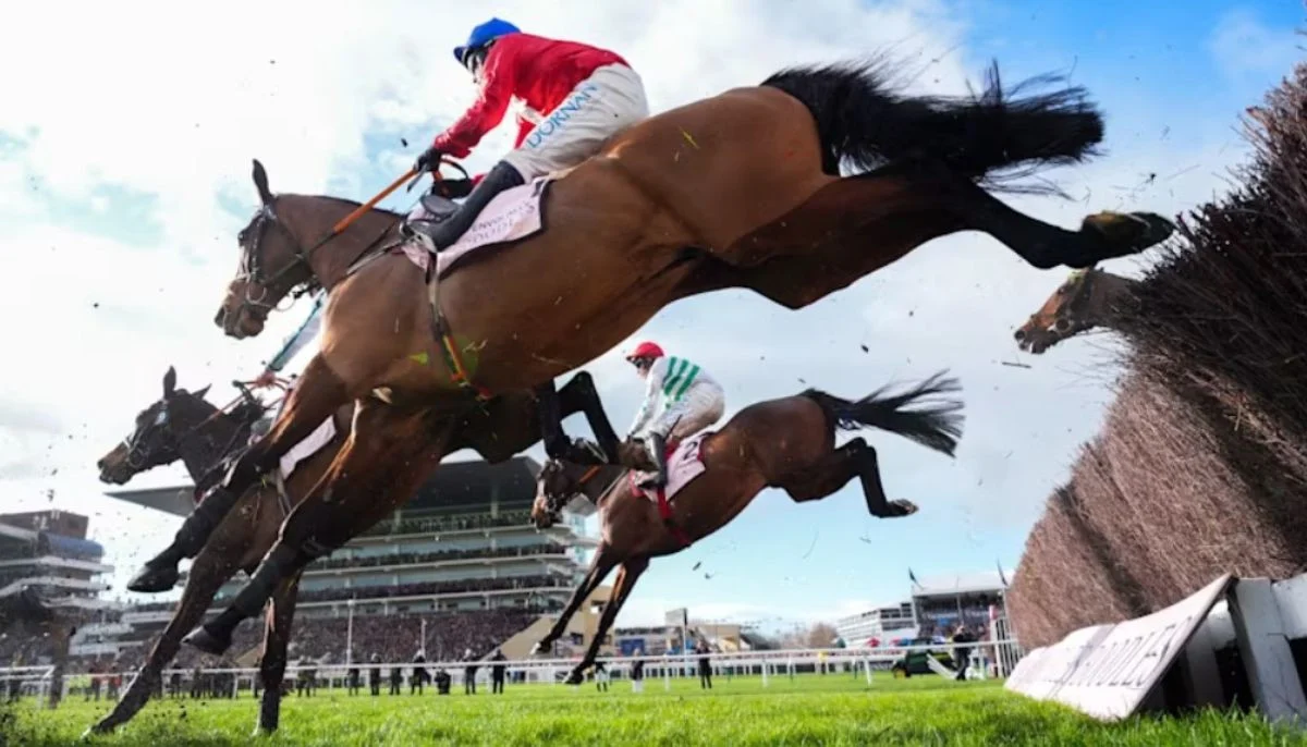 Tragic: Third horse dies at Cheltenham festival after Gold Cup race