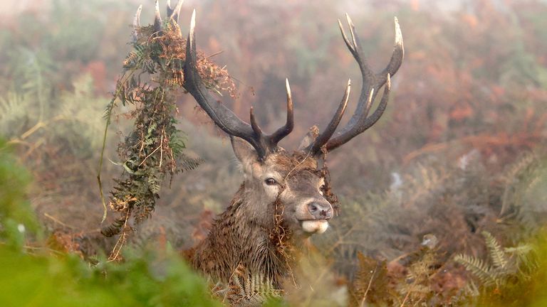 People will soon be able to give their views on what wildlife is featured. File pic: Reuters 