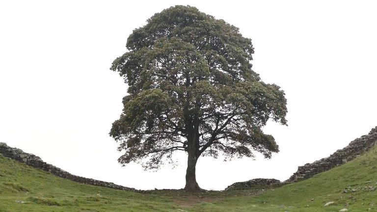 How the Sycamore Gap looked before it was felled. Pic: CPS