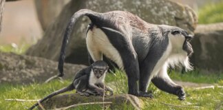 Chester Zoo’s endangered monkey gives birth after groundbreaking operation