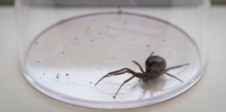 Man hospitalised after ‘bowling ball-sized bite’ by Britain’s most dangerous spider as experts fear spread across UK