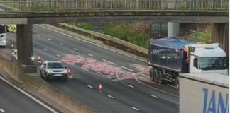 Lorry spills offal on major motorway as drivers face hours of delays and long queues
