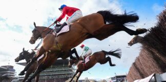 Third horse dies at Cheltenham, in his last race | UK News