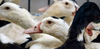Lab-grown foie gras and chicken get safety checks for British dinner tables | Science, Climate & Tech News
